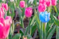 Striking blue flowering tulip differs from the many pink blooming tulips Royalty Free Stock Photo