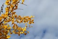 Fall Leaves Ginko Biloba Maidenhair Tree Royalty Free Stock Photo