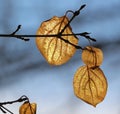 Striking brown veined autumn leaves backlit Royalty Free Stock Photo