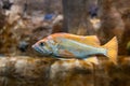 Striking canary rockfish swimming in an aquarium Royalty Free Stock Photo