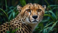 Close up view of majestic cheetah showcasing its distinctive spotted coat and intense gaze in the tropical jungle Royalty Free Stock Photo