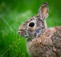 A striking close-up of a cottontail rabbit in profile with a soothing green background.