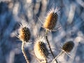 Dried thistle bathed in autumn sunlight