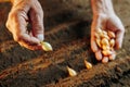Close-up of senior hands holding a seed and plating it in the soil with selective focus plating