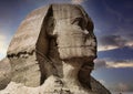 A striking close-up of the great sphinx of Giza (Cairo, Egypt) shrouded in the sunset of the desert