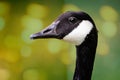 Striking close up of head of adult Canada Goose - side view - in Wiltshire, UK Royalty Free Stock Photo