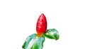 A striking close-up of a large, bright red costus flower bud. Isolated