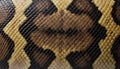 Close up of a captivating python skin showcasing intricate patterns and textures Royalty Free Stock Photo