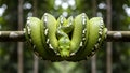 Vibrant Green Tree Python Coiled on Branch, Amazon Rainforest Wildlife Close-up Royalty Free Stock Photo