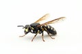 High quality close-up of a wasp on a clean white background with sharp details and realistic lighting Royalty Free Stock Photo