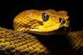 A striking close-up of a yellow snake against a dark black background, Yellow viper snake in close up and detail isolated black,