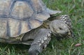 African Spurred Tortoise In A Meadow