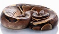 Striking Closeup of a Ball Python from the Mojave Desert, Showcasing its Hypnotic Scales and Intense Eyes on a Pristine Background Royalty Free Stock Photo
