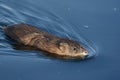 Muskrat Swimming Through A Tranquil Pond