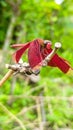 The close up of red dragonfly