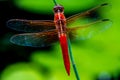 Striking Closeup Overhead View of Red Skimmer or Firecracker Dragonfly with Crisp, Detailed, Intricate, Gossamer Wings