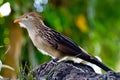 A Striking Closeup Pose of a Guira Cuckoo Bird.