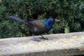 Striking Coloration of the Common Grackle - Quiscalus quiscula Royalty Free Stock Photo