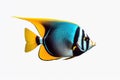 Striking Colorful Moorish Idol Fish Under the Ocean - Generative AI Royalty Free Stock Photo