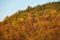 Striking colors of fall foliage near Grand Canyon of Pennsylvania, U.S Royalty Free Stock Photo