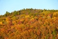 Striking colors of fall foliage near Grand Canyon of Pennsylvania, U.S.A Royalty Free Stock Photo