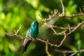 Striking colours on a hummingbird