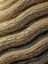 Woven Wood, Golden Light on Gnarled Lines Royalty Free Stock Photo