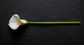 Elegant white Calla Lily on dark stone surface Royalty Free Stock Photo