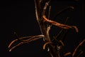 a close-up of the brown stem and brown-tinged leaves of the Rosemary plant (Rosmarinus officinalis)