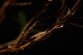 a close-up of the brown stem and brown-tinged leaves of the Rosemary plant (Rosmarinus officinalis) Royalty Free Stock Photo