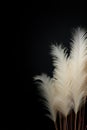 Striking contrast of delicate white pampas grass plumes against a deep black background, offering a dramatic and Royalty Free Stock Photo