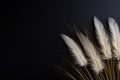 Striking contrast of delicate white pampas grass plumes against a deep black background, offering a dramatic and