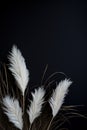 Striking contrast of delicate white pampas grass plumes against a deep black background, offering a dramatic and