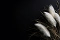 Striking contrast of delicate white pampas grass plumes against a deep black background, offering a dramatic and Royalty Free Stock Photo