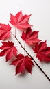 A striking contrast Red Virginia creeper leaves isolated against a clean white backdrop