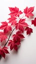 A striking contrast Red Virginia creeper leaves isolated against a clean white backdrop