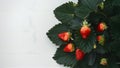 Striking contrast of ripe strawberry leaves against clean white backdrop Royalty Free Stock Photo