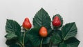 Striking contrast of ripe strawberry leaves against clean white backdrop Royalty Free Stock Photo