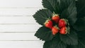 Striking contrast of ripe strawberry leaves against clean white backdrop Royalty Free Stock Photo