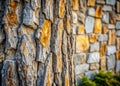 A Striking Contrast Textured Tree Bark Meets Rugged Stone Wall in a Captivating Natural Scene Explore the interplay Royalty Free Stock Photo
