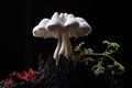 striking contrast of a white mushroom against a dark soil background
