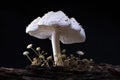 striking contrast of a white mushroom against a dark soil background