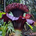 Striking Corpse Flower in Full Bloom Royalty Free Stock Photo