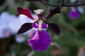 Striking Deep Purple and Mauve Fragrant Oncidium Orchid Flower Royalty Free Stock Photo