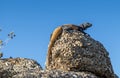 Striking Desert Chuckwalla Lizard Enjoying The View