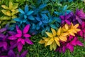 Colorful foliage arranged in a rainbow pattern on green grass Royalty Free Stock Photo