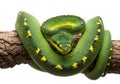 Vibrant green tree python coiled on branch intriguing reptile detail wildlife photography isolated on transparent background Royalty Free Stock Photo