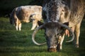 English longhorn cattle grazing in early evening sunshine