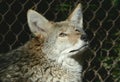 North American Coyote Portrait Royalty Free Stock Photo