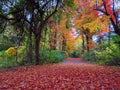 Striking Fall Foliage